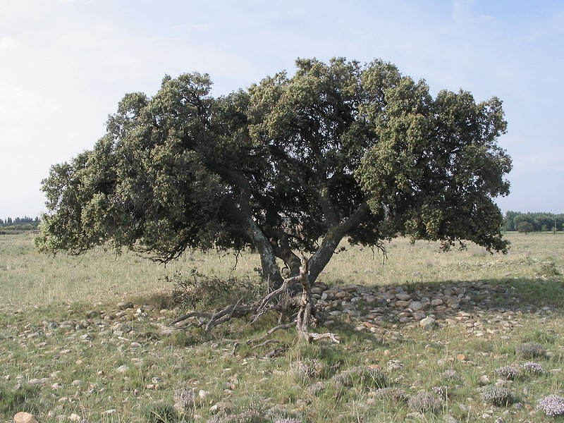 crau1.jpg