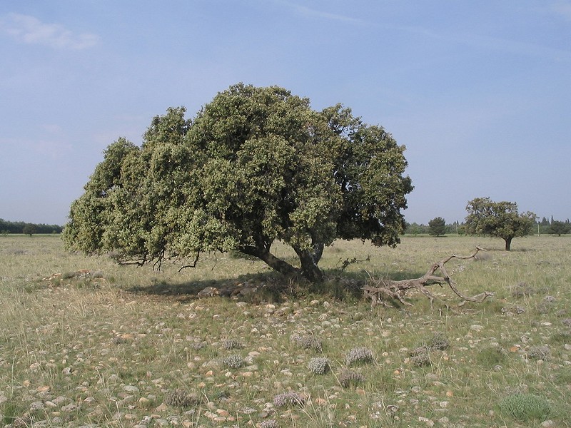 crau1024.jpg