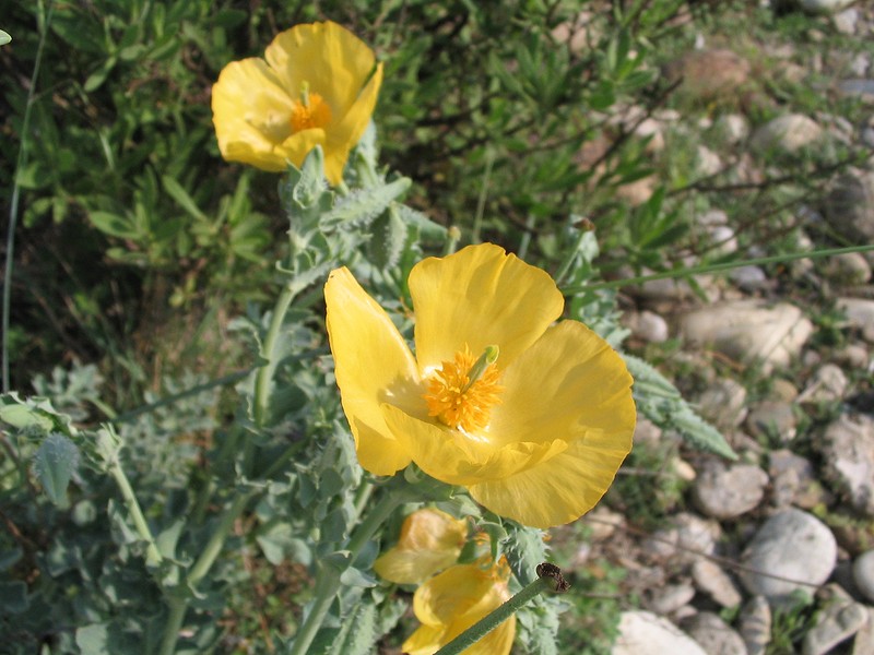glauciere-jaune2.jpg