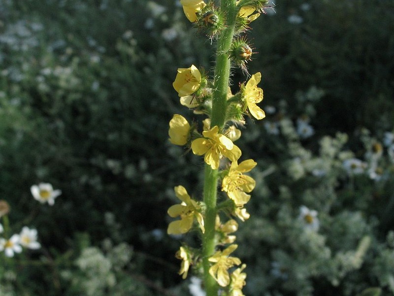 Aigremoine eupatoire - Agrimonia pilosa