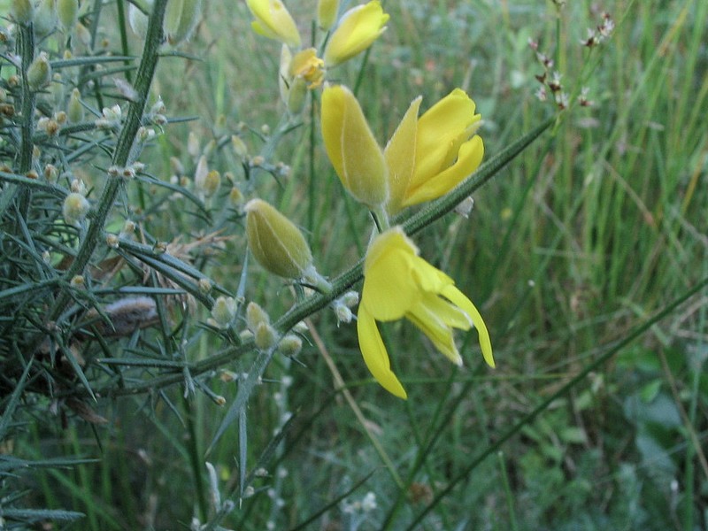Ajonc d'Europe - Ulex europaeus