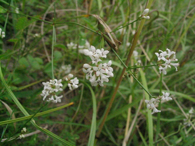 Asperula cynanchica - Herbe  l'esquinancie -Asprule des sables