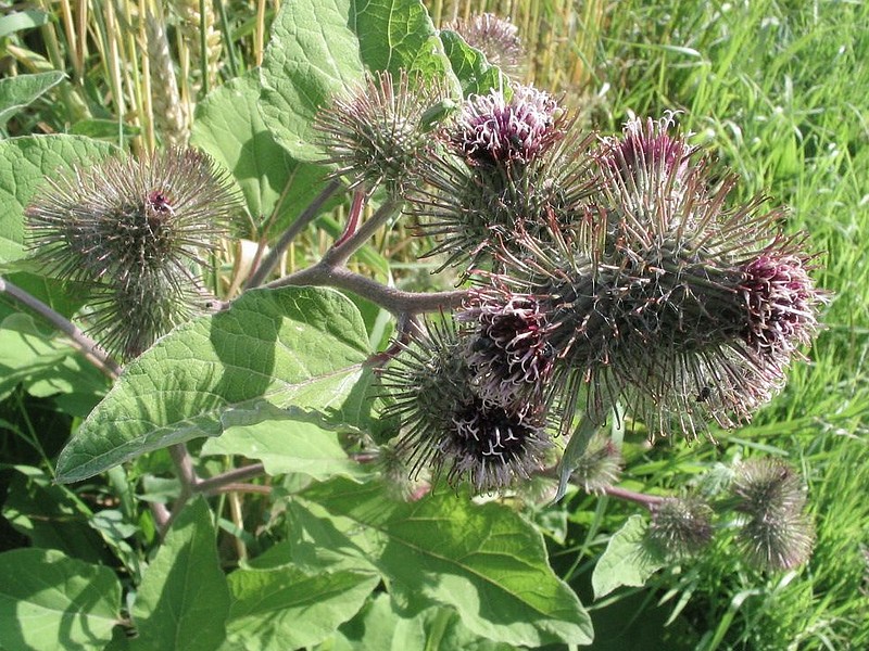 Petite bardane - Arctium minus