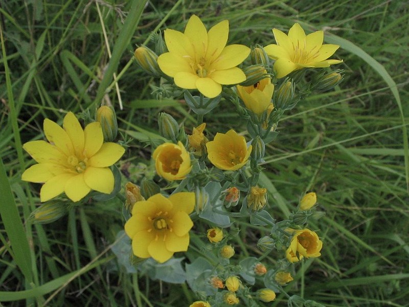 Petite centaure jaune