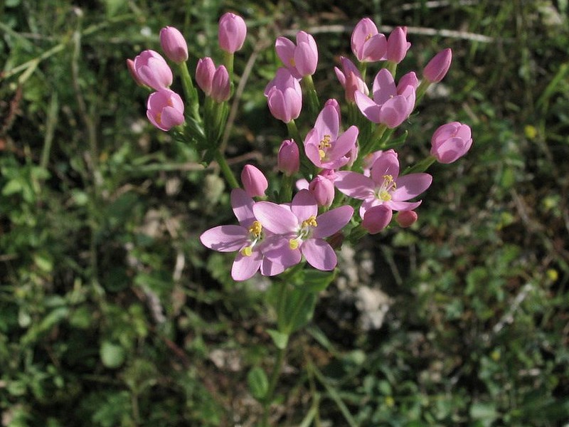Petite Centaure - Centaurium erythraea - Erythraea