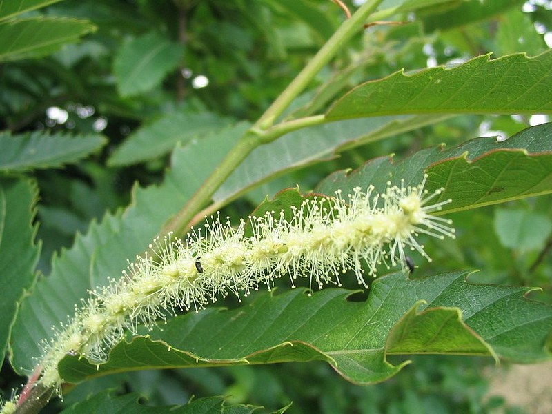 Chtaignier - Castanea sativa