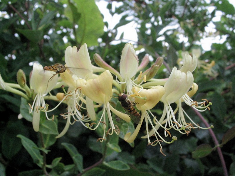 Chvrefeuille des bois - Lonicera periclymenum