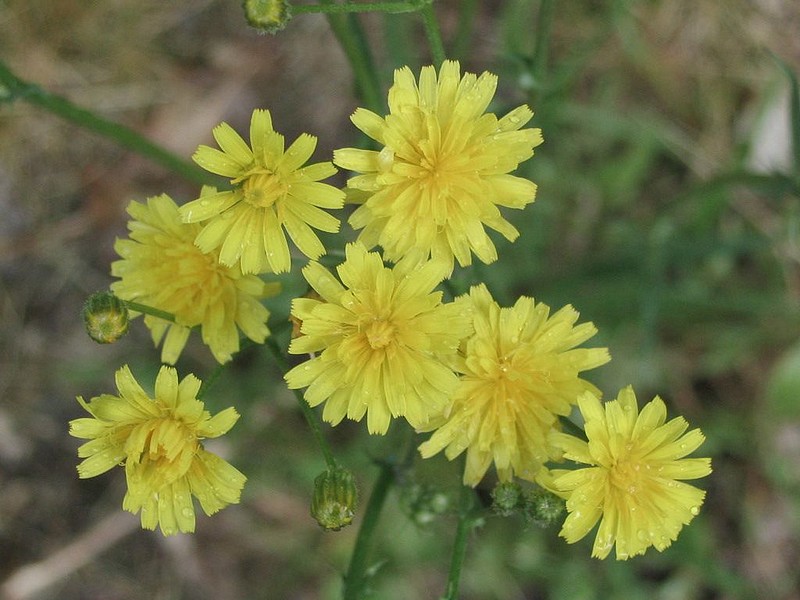 Crpide capillaire - Crpide verdtre - Crepis capillaris