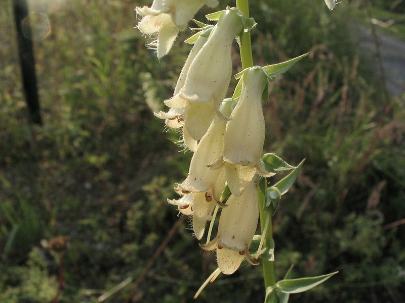 Aigremoine eupatoire - Agrimonia pilosa