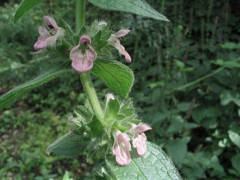Epiaire des Alpes - Stachys alpina