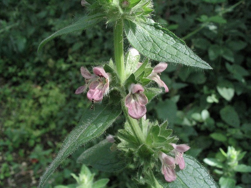 Epiaire des Alpes - Stachys alpina