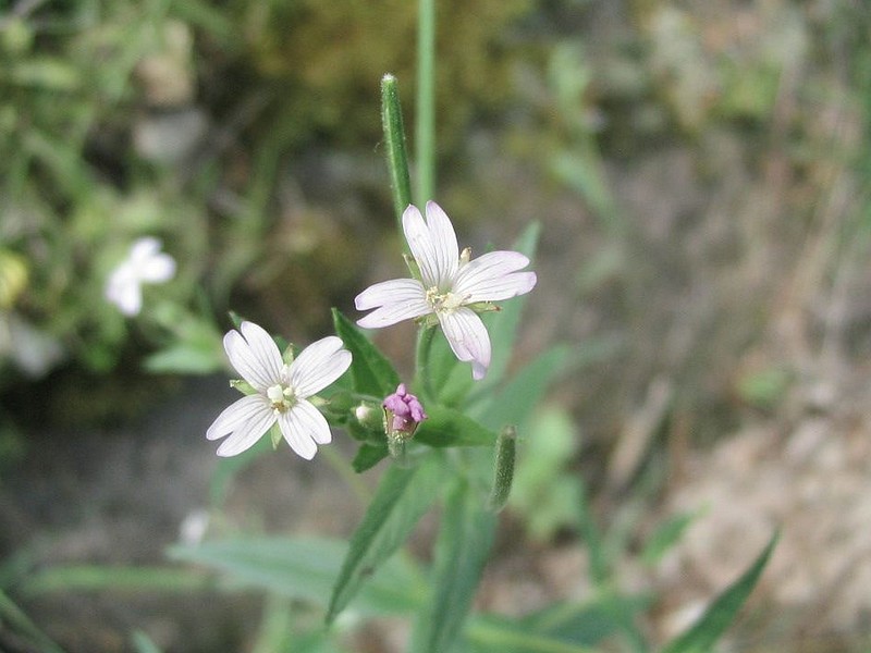 Epilobe  fleurs roses - Epilobium roseum