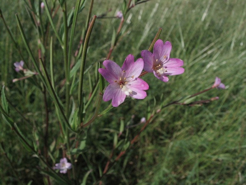 Epilobe des montagnes - Epilobium montanum
