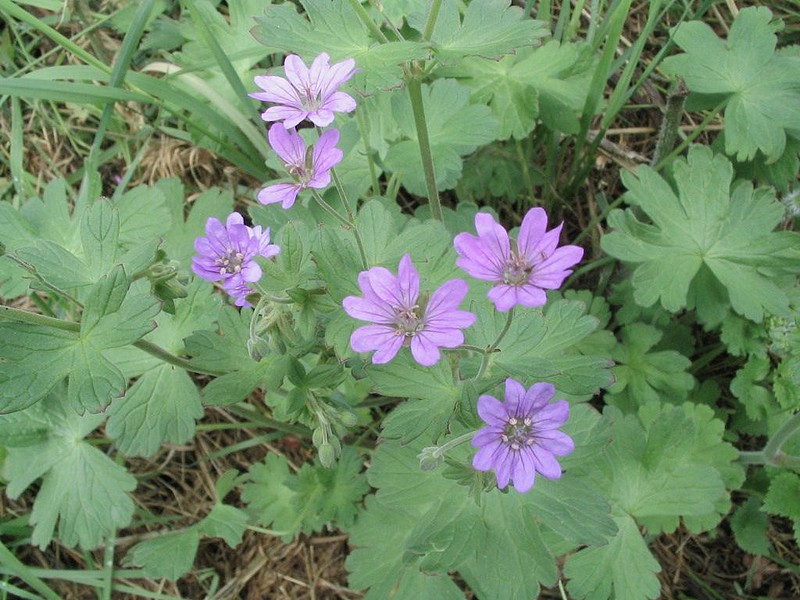 Granium des Pyrnes - Geranium pyrenaicum