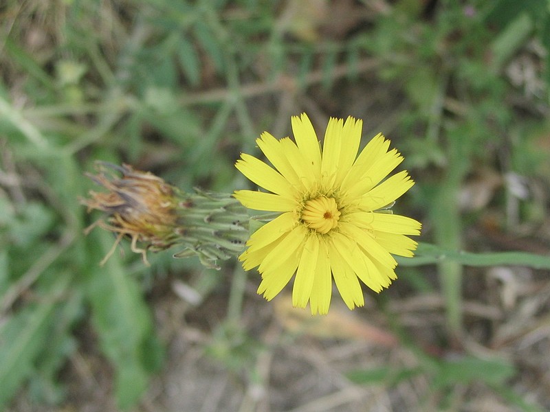 Liondent hispide - Leontodon hispidus