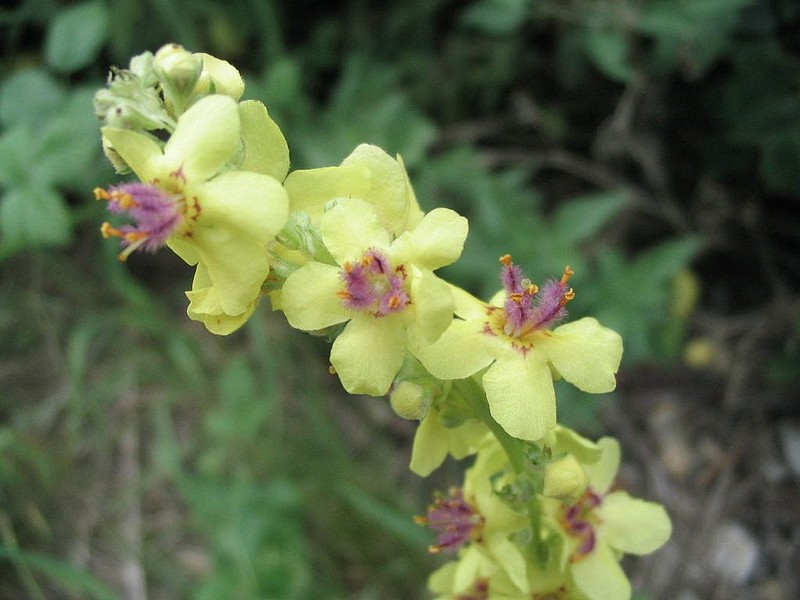 Molne noire - Verbascum nigrum