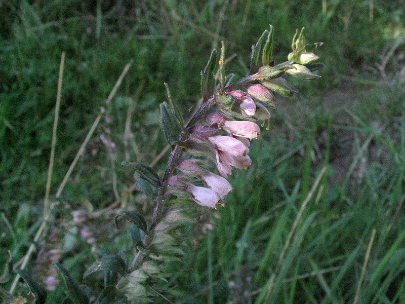 Odontits de printemps - Odontite rouge - Odontites vernus