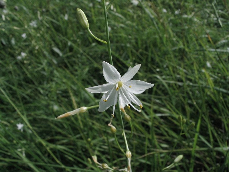 Phalangre dresse - Anthericum ramosum - Herbe  l'araigne
