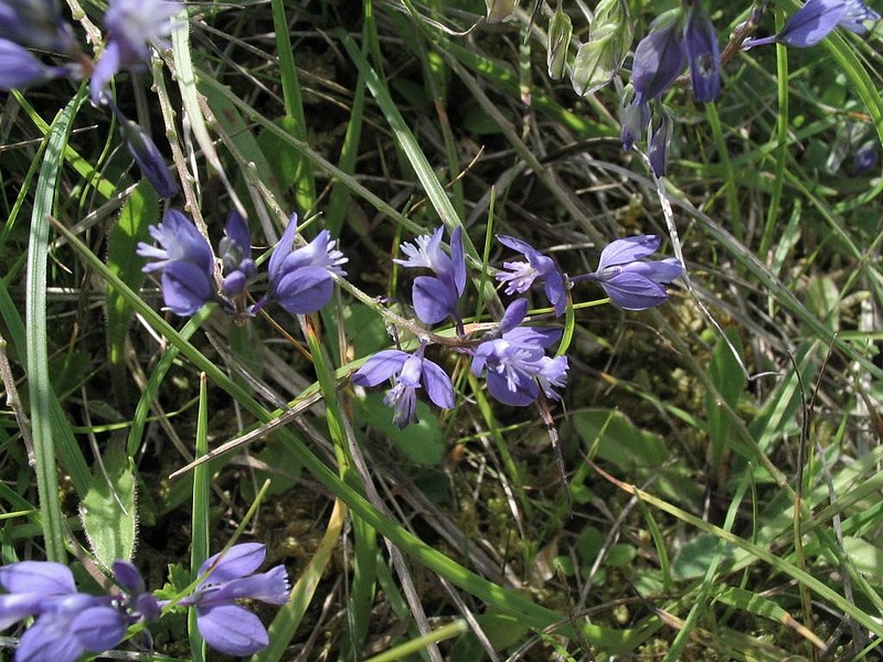 Polygala  feuilles de Serpolet - Polygala serpyllifolia