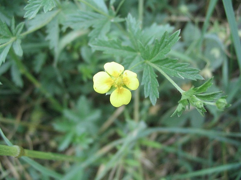 Potentille dresse - Potentilla erecta