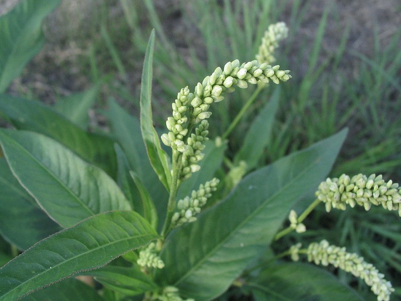 Renoue  feuilles de patience - Polygonum lapathifolium
