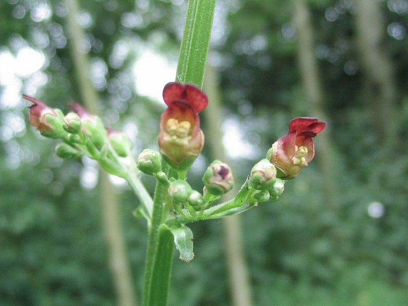Scrofulaire noueuse - Scrofularia nodosa