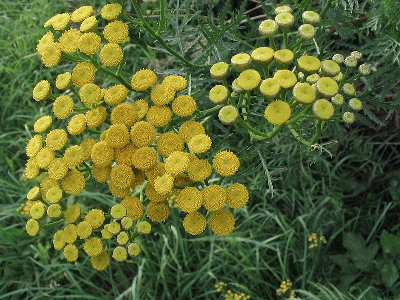Barbotine - Tanacetum vulgare
