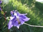 Aquilegia vulgaris