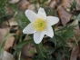 Anemone nemorosa