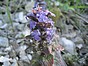 Ajuga reptans, herbe au charpentier
