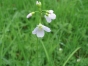 Cardamine pratensis - Cresson des prés