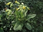 Primula veris - Coucou