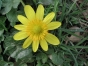 Ranunculus ficaria