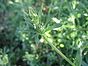 Gaillet gratteron - galium aparine