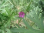 Géranium disséqué - Géranium découpé - geranium dissectum