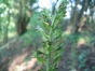 Listera ovata