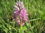 Orchis militaris