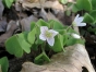 Oxalis acetosella - Pain de coucou