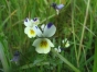 Viola tricolor - violette tricolore