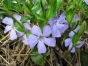 Vinca minor