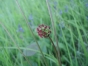 Sanguisorba minor
