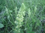 Réséda bâtard - Réséda jaune- Reseda lutea
