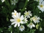 Stellaria holostea