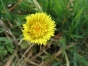 Tussilago farfara