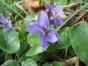 Viola odorata