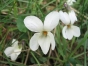 Viola odorata
