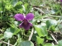 Viola odorata