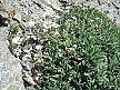 gypsophile_rampante.jpg