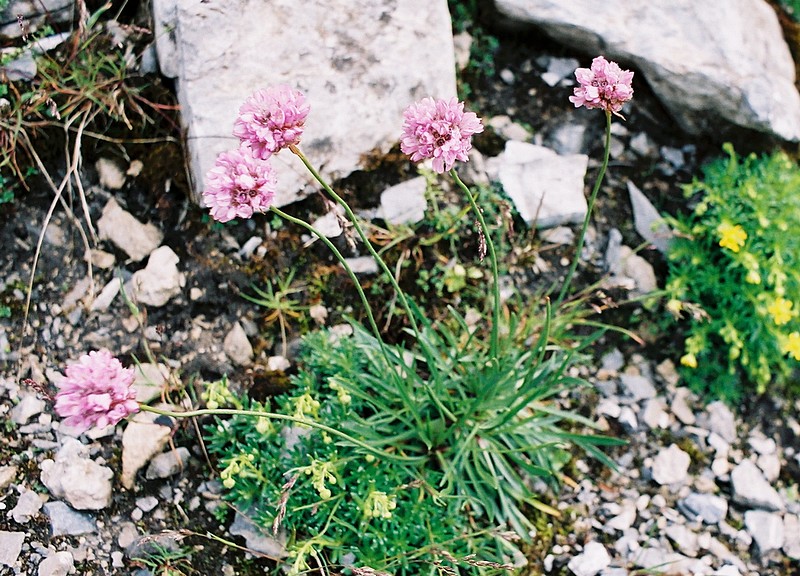 Achille millefeuille - Achillea millefolium