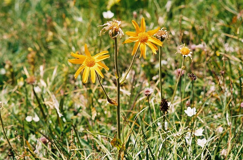 Achille millefeuille - Achillea millefolium